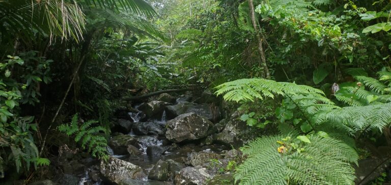 Ultimate Guide to El Yunque National Rainforest